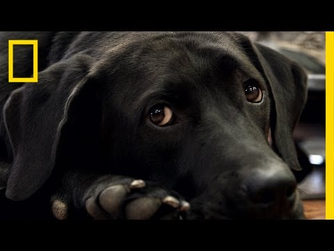 How Rescue Dogs Are Helping Veterans With PTSD | National Geographic