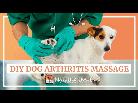 Easy DIY Dog Arthritis Massage at Home - Marc Smith DVM