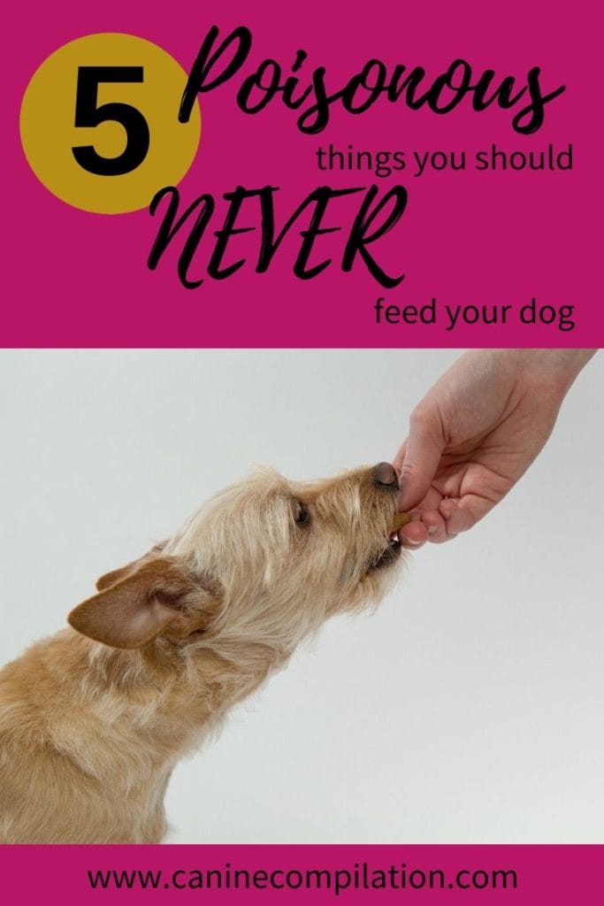 A list of 5 poisonous things You Should NEVER Feed Your Dog,