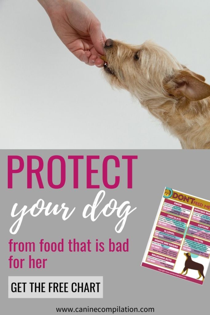 what foods should you never feed a dog