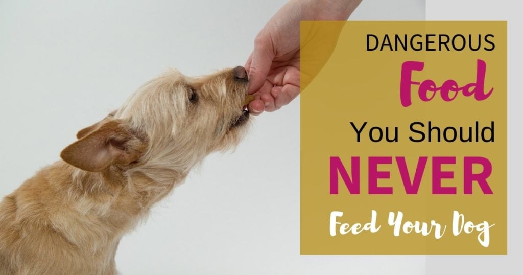 An image of a dog taking food from a hand with text overlay 'Dangerous food you should never feed your dog'