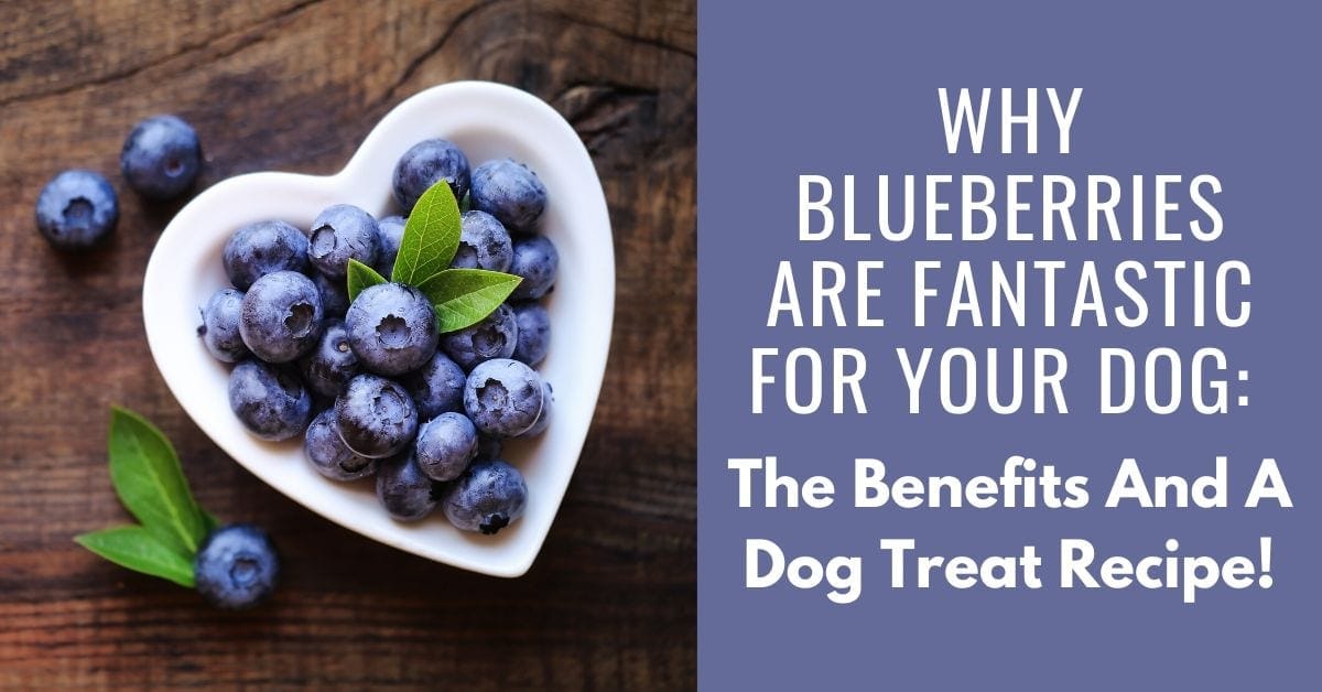 are blueberry toxic to dogs