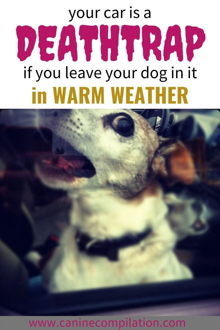 9 Actionable Tips To Protect Your Dog In The Heat - Canine Compilation