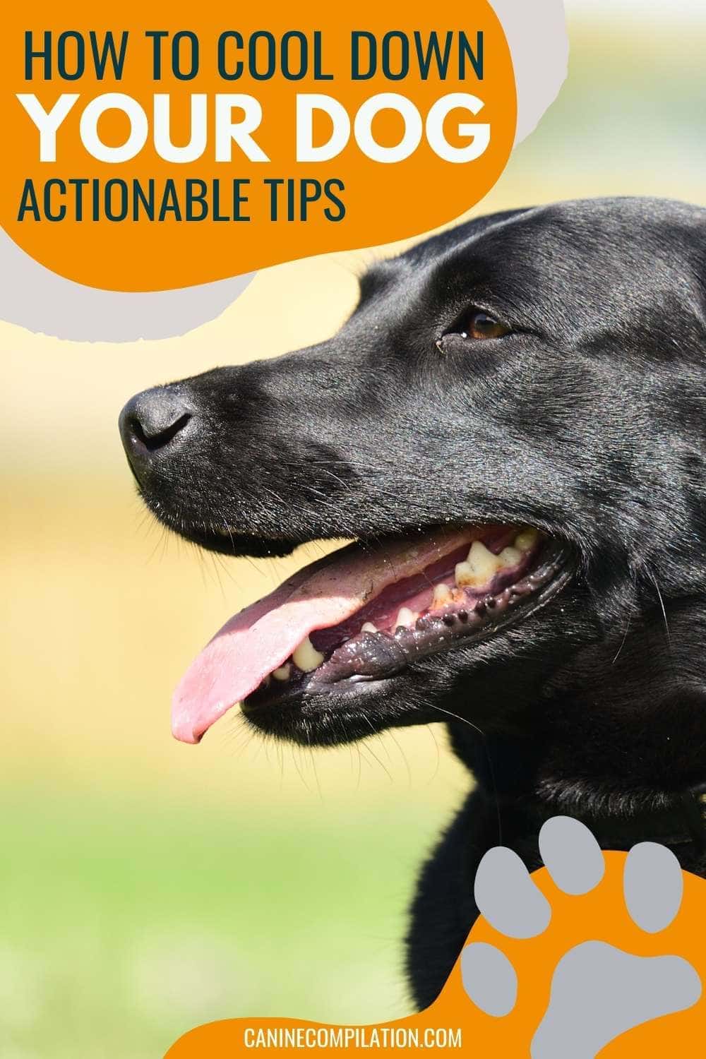 9 Actionable Tips To Protect Your Dog In The Heat - Canine Compilation