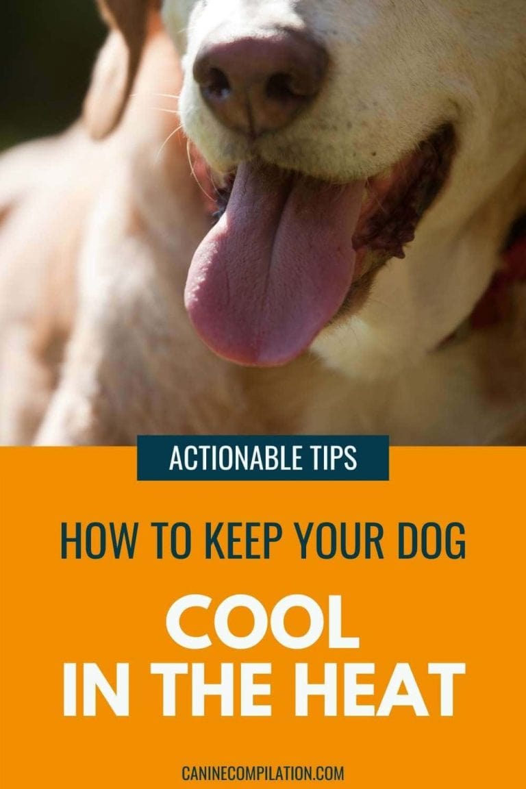 9 Actionable Tips To Protect Your Dog In The Heat Canine Compilation