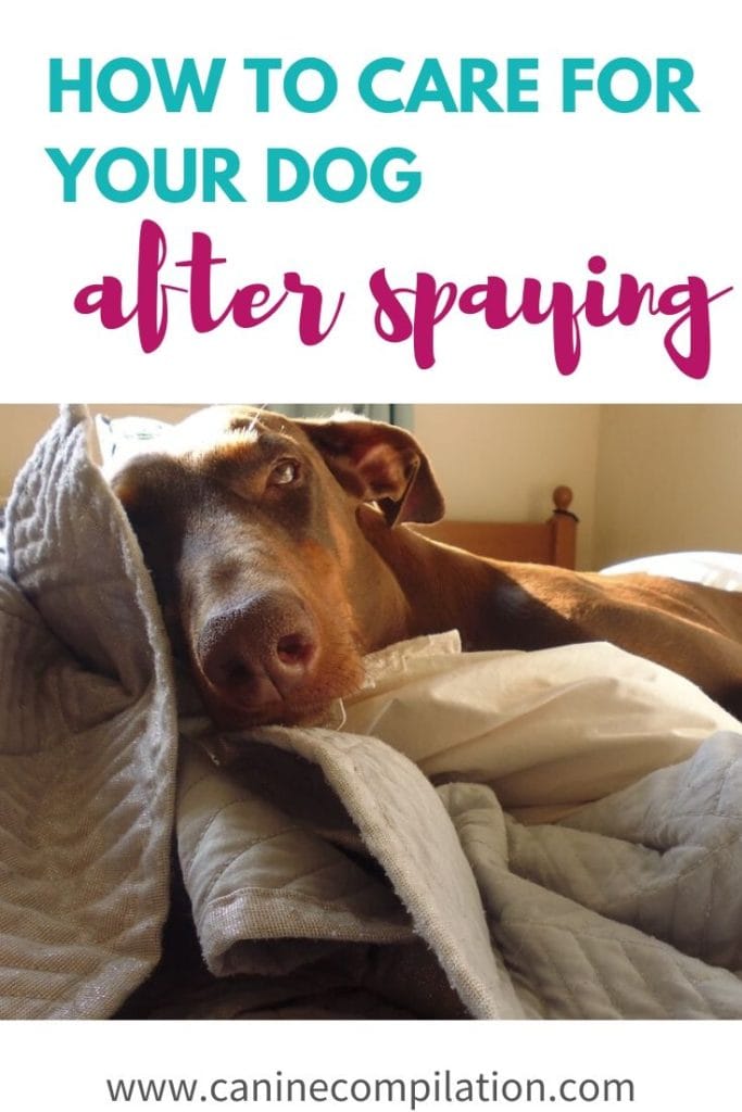 How to care for your dog after spaying