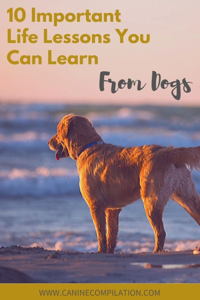 You Can Learn The Most Important Life Lessons From Dogs - Canine ...