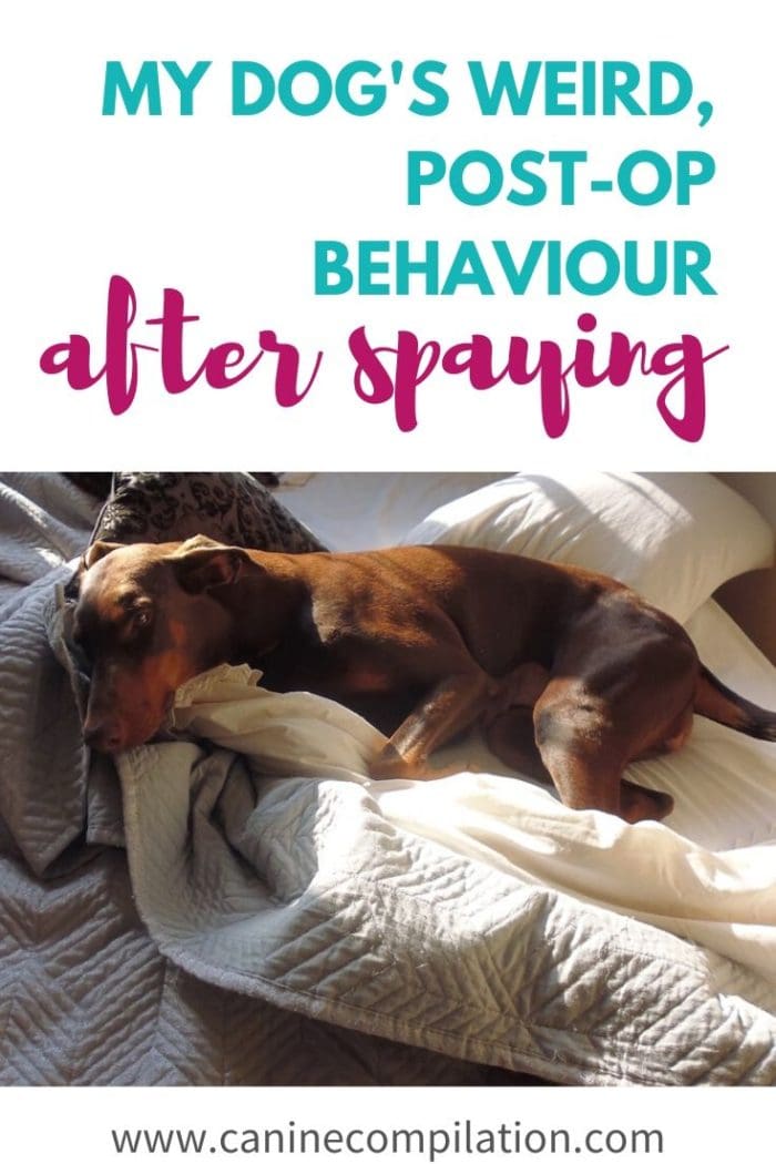 How to best care for your dog after spaying Canine