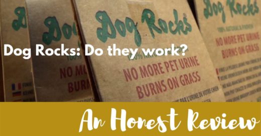 Dog Rocks Review: Do Dog Rocks Work To Stop Urine Burn On Lawns