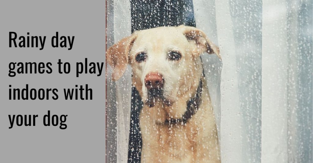 Rainy Day Activities And Indoor Games For Dogs - Canine Compilation