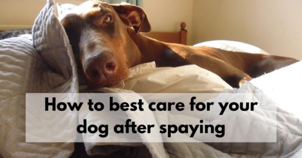 How to best care for your dog after spaying - Canine Compilation