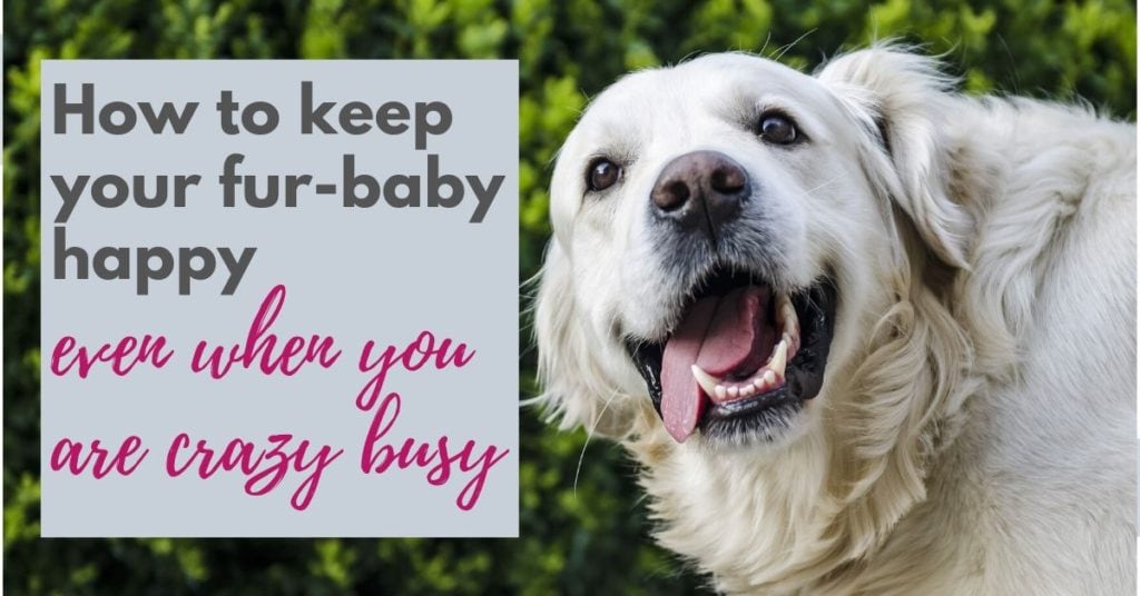 HOW TO KEEP YOUR DOG HAPPY EVEN WHEN YOU'RE CRAZY BUSY