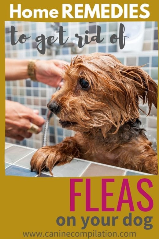 How to get rid of fleas and ticks on your dog - Canine Compilation