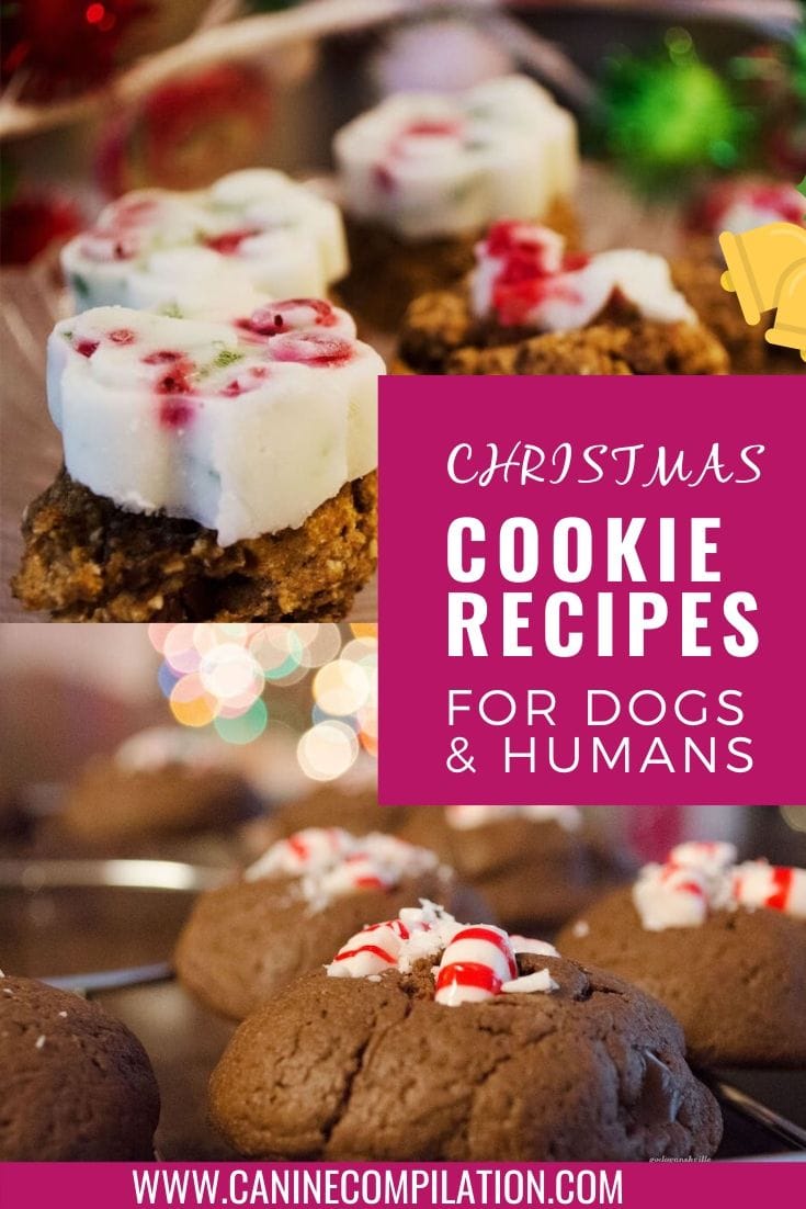 Christmas Dog Treats Recipe AND Cookie Recipe For Hoomans - Canine ...