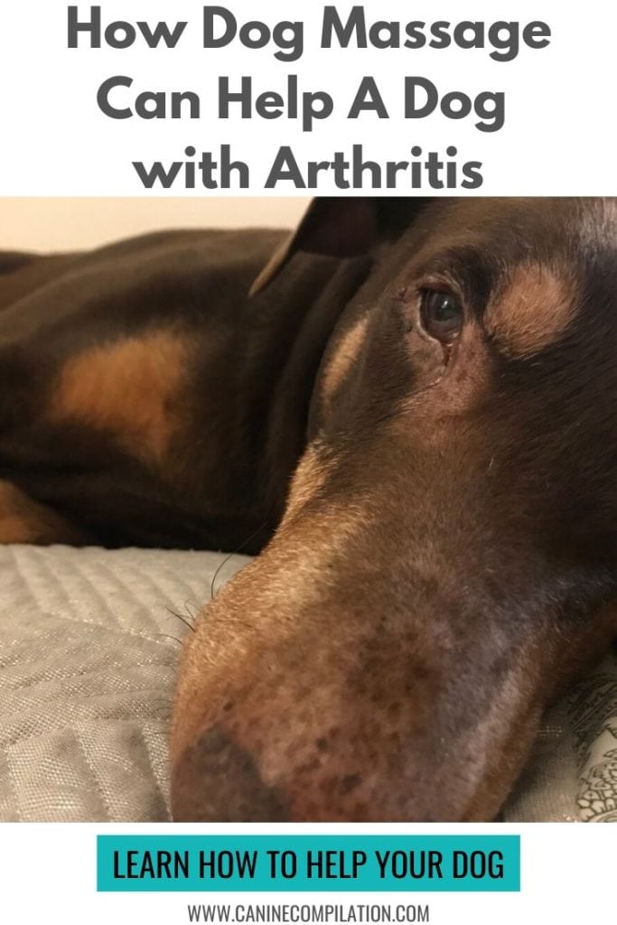 How Dog Massage Can Help A Dog With Arthritis
