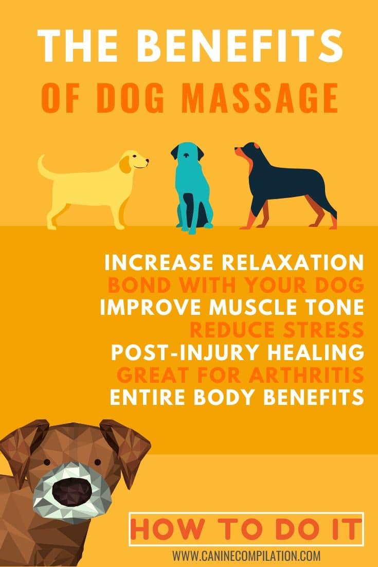 Dog Massage: How To Do It - Canine Compilation