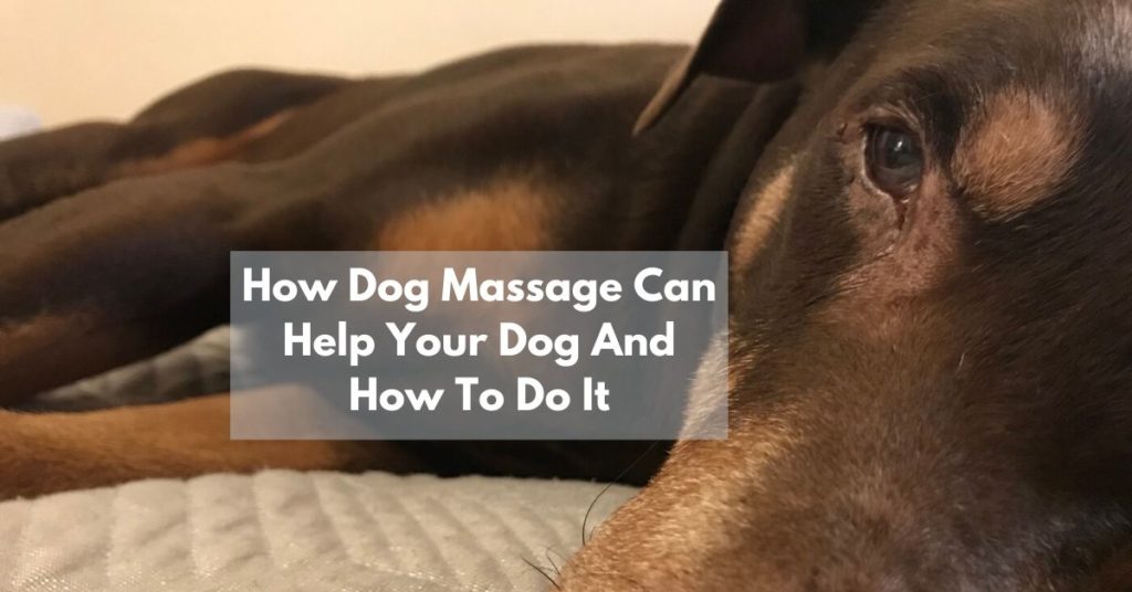 How Dog Massage Can Help Your Dog And How To Do It