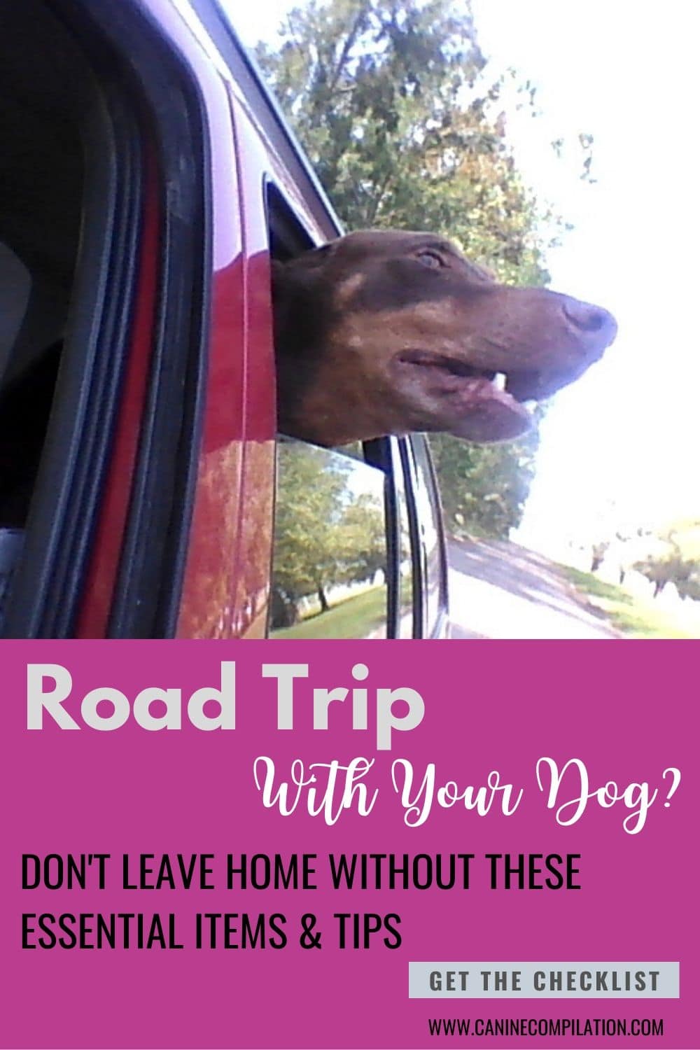 9 Essentials You Need When Travelling With Dogs - Canine Compilation