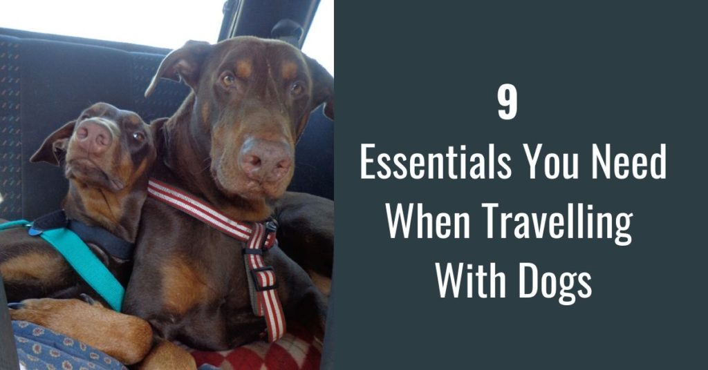 9 Essentials You Need When Travelling With Dogs Canine Compilation