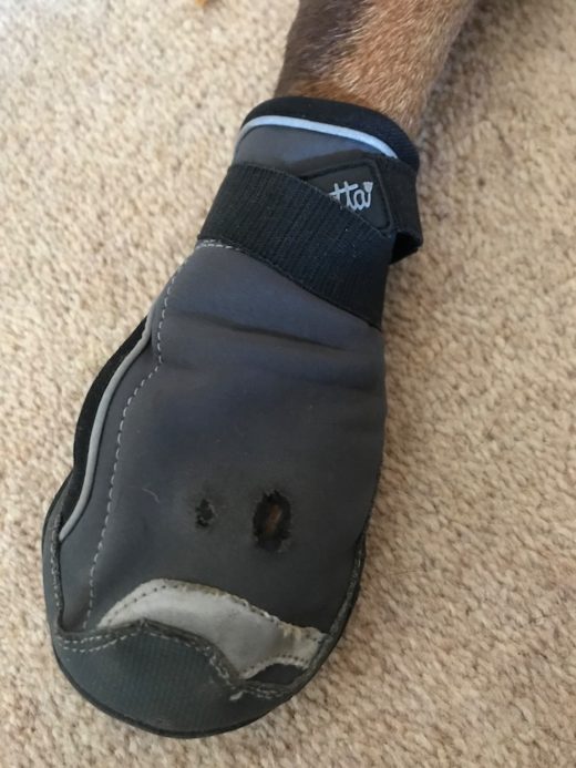 Hurtta Outback Boots For Dogs Review Canine Compilation