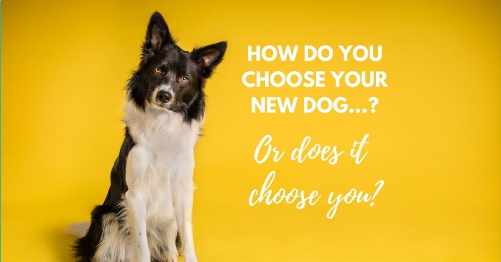 How do you choose your new dog, or does it choose you?