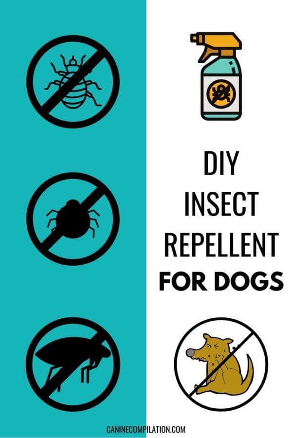 DIY Bug Spray And Insect Repellent For Dogs Canine Compilation   1 600x900 