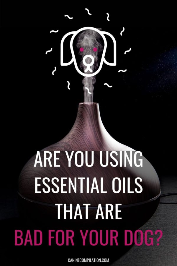 Essential Oils and Dogs - Is Your Oil Burner Bad For Your Dog? - Canine ...