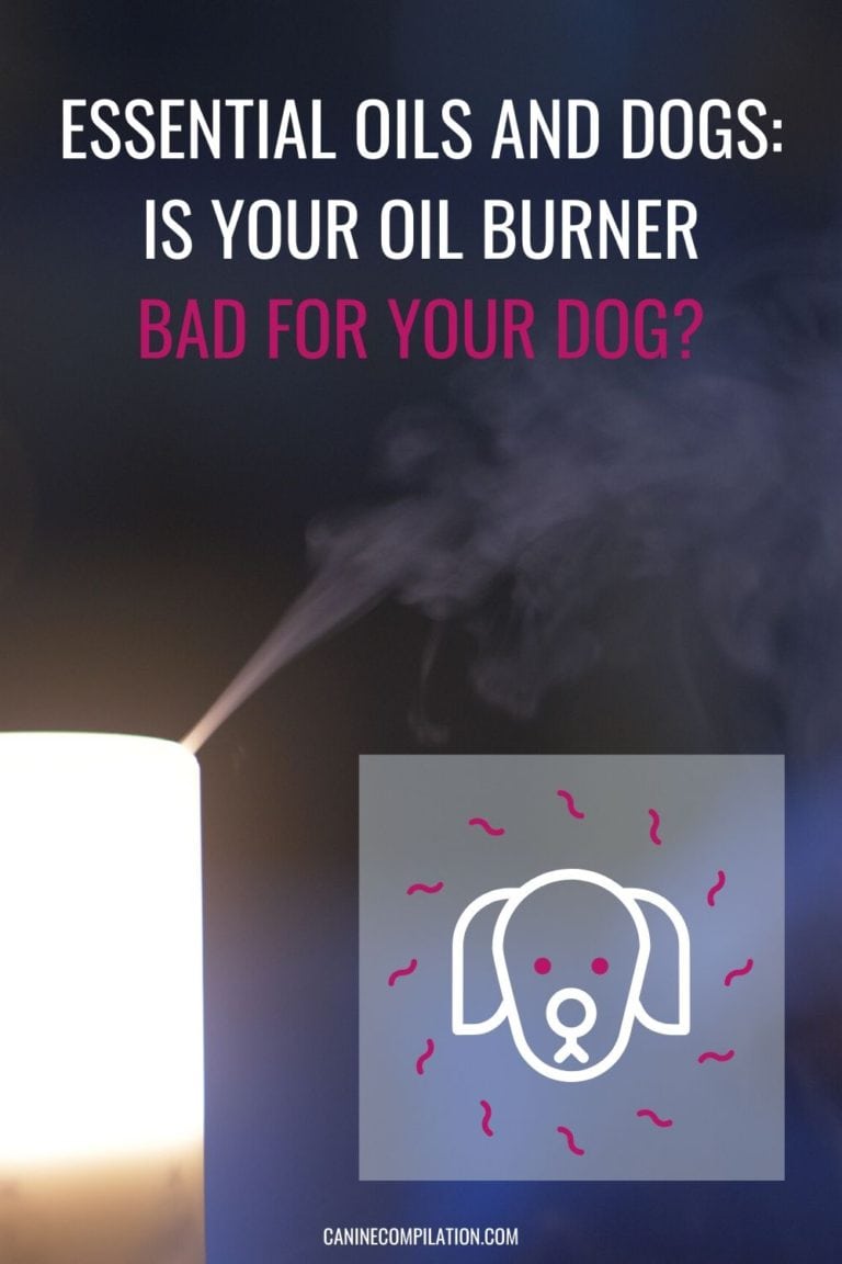 Essential Oils and Dogs - Is Your Oil Burner Bad For Your Dog? - Canine ...