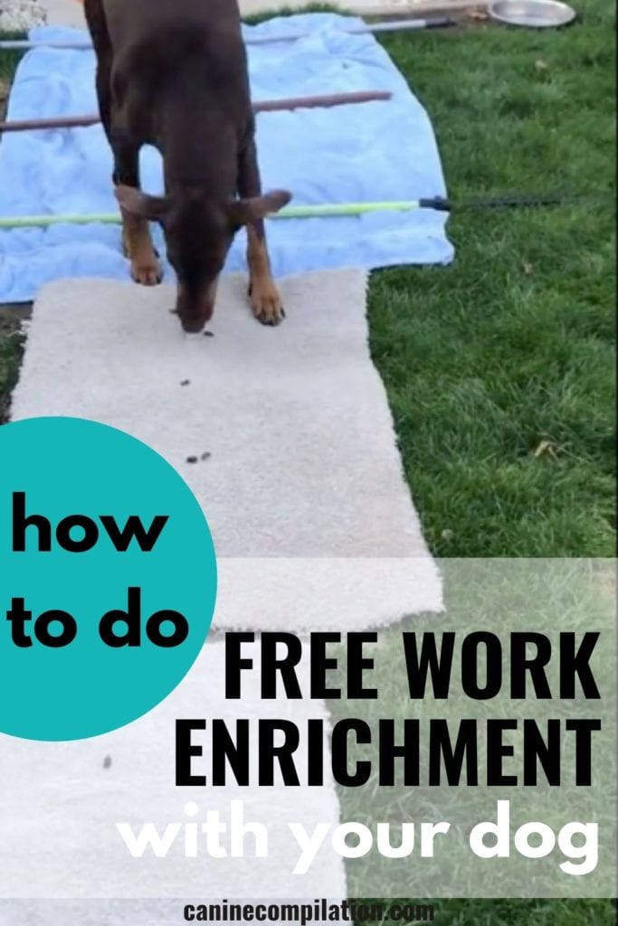 How to do ACE Free Work Enrichment with your dog