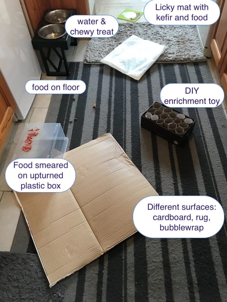 simple suggested set up for Free Work enrichment for dogs