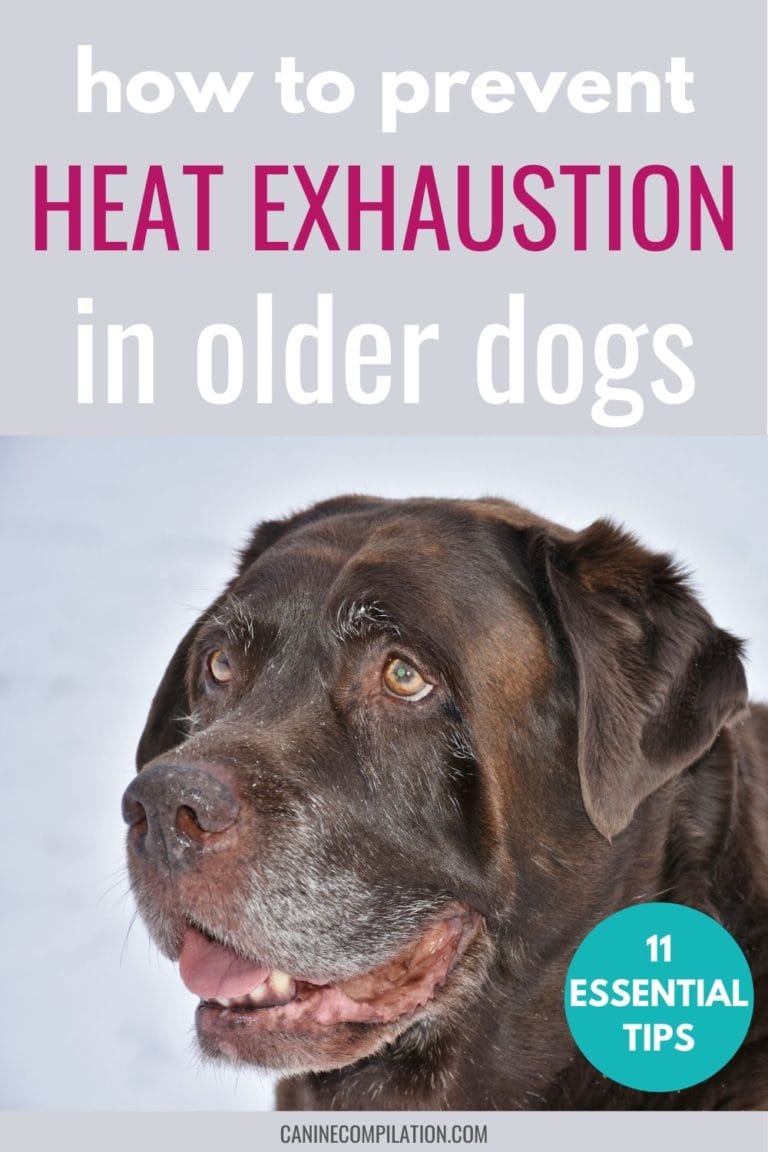 Keep Your Older Dog Cool This Summer - Canine Compilation