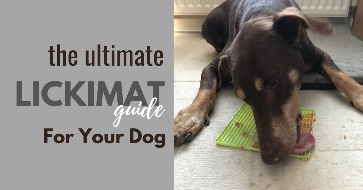 Beginner's Guide to Lick Mats – Camp Hound
