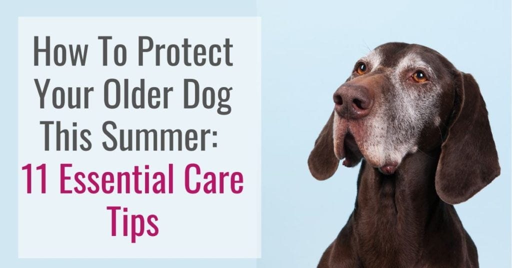 Senior Dog Summer Activities Your Pooch Will Love