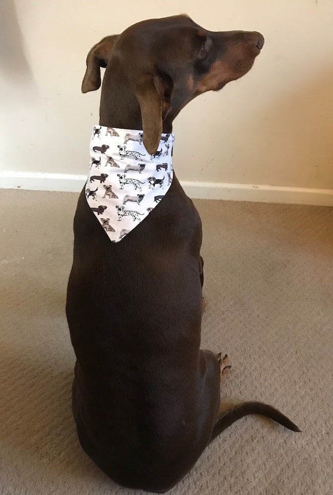 Toxa in her new bandana