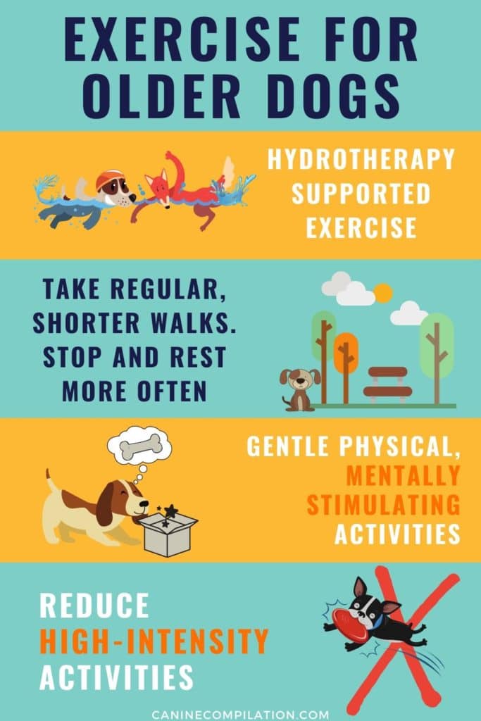 Exercise For Older Dogs And Dogs With Arthritis Canine Compilation exercise-for-older-dogs-and-dogs-with-arthritis-canine-compilation