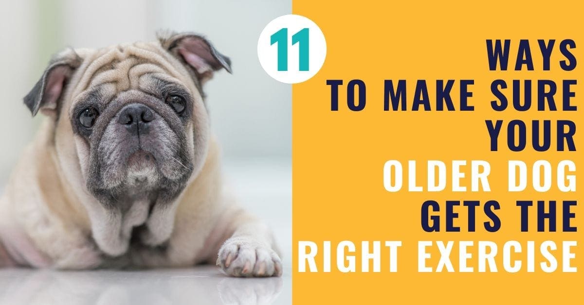 exercise-for-older-dogs-and-dogs-with-arthritis-canine-compilation