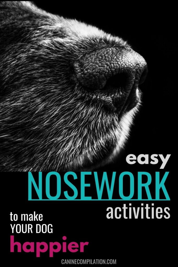 easy nosework activities to make your dog happier