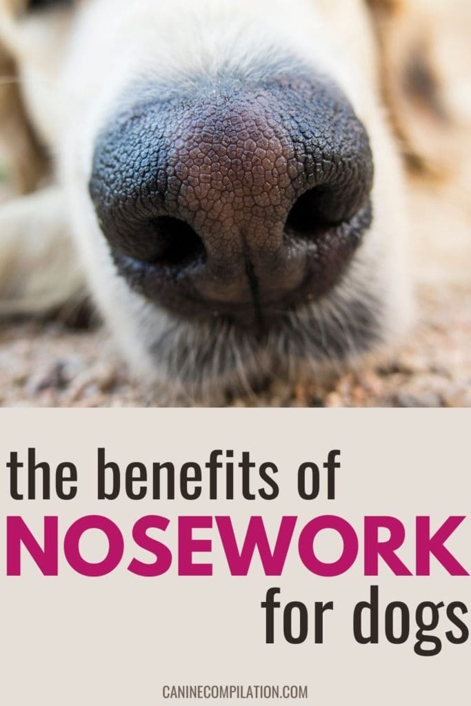 the benefits of nosework for dogs