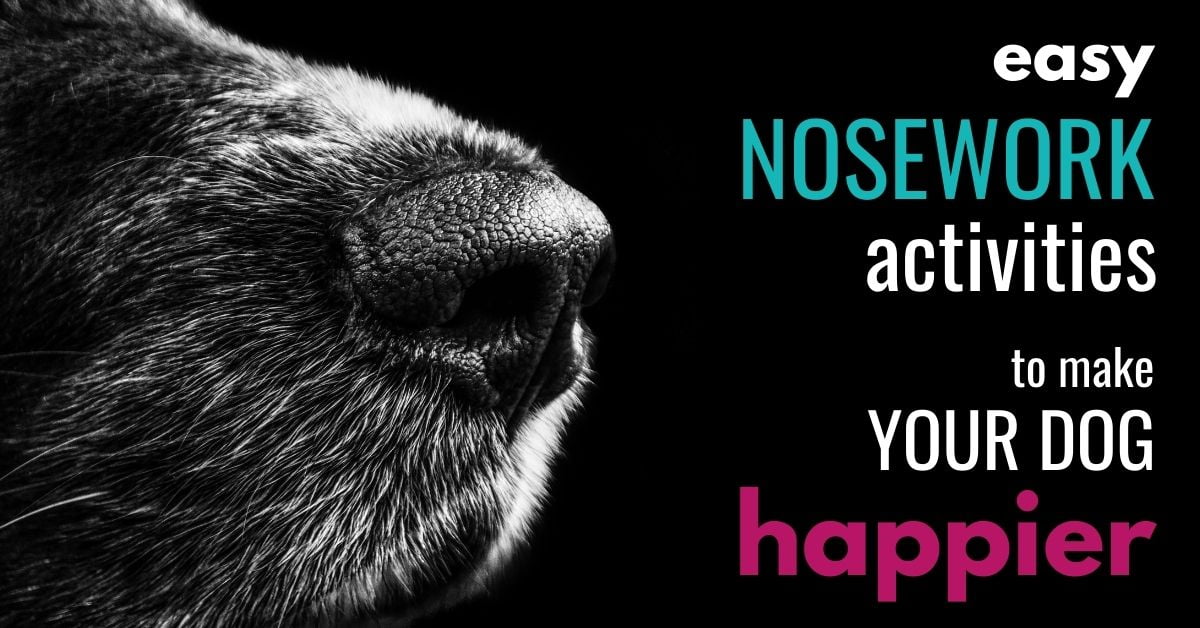 Dog Enrichment - Fun & easy Games for your Dog - nose work 