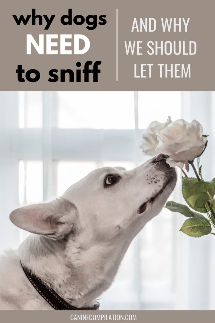 Why Dogs Need To Sniff And Why We Should Let Them Canine Compilation