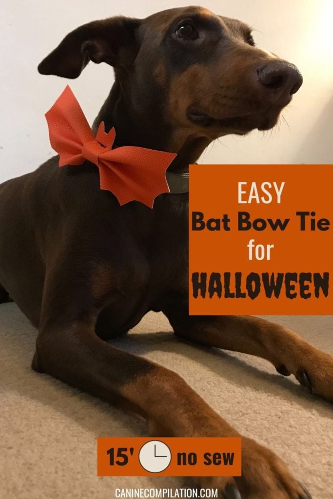 Easy Dog Bat Bow Tie for Halloween - 15' no sew, photo tutorial