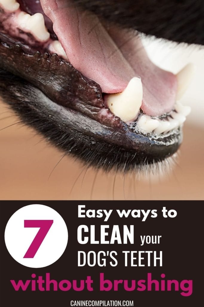 how often should i clean my dogs teeth