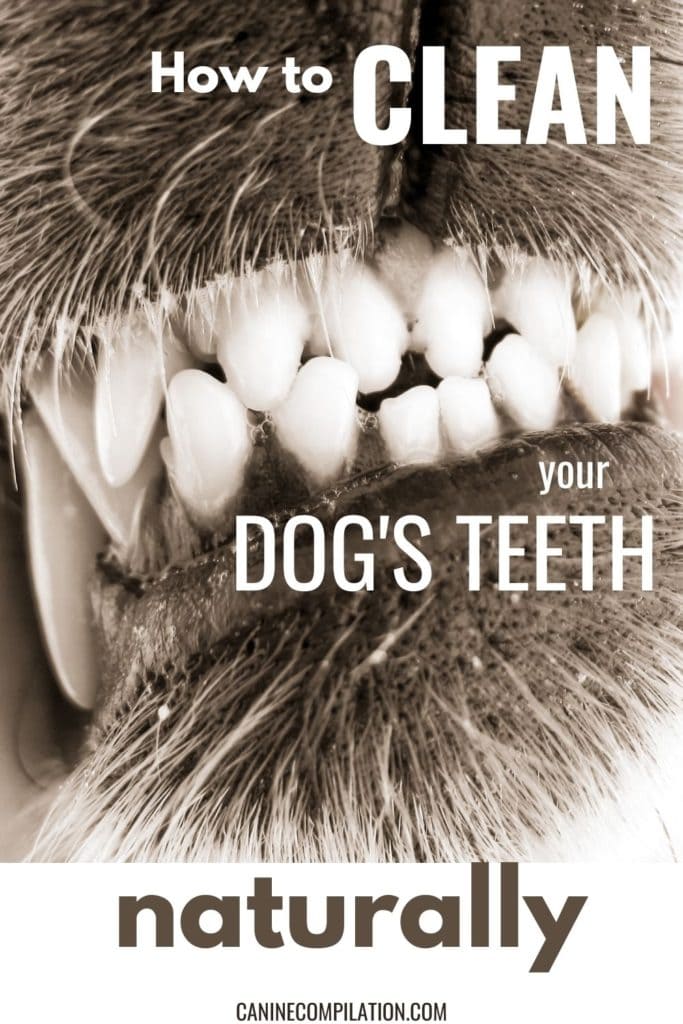 how do i clean my dogs teeth
