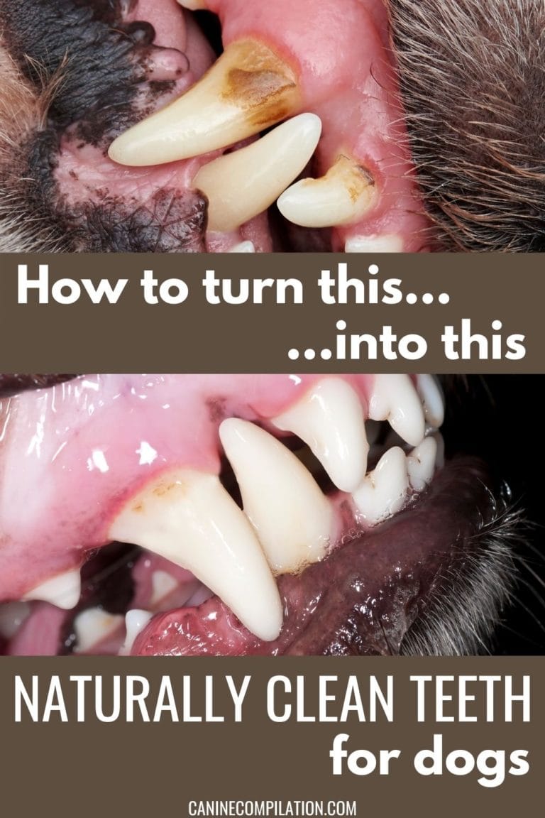Easy Options For Cleaning Dogs Teeth Canine Compilation