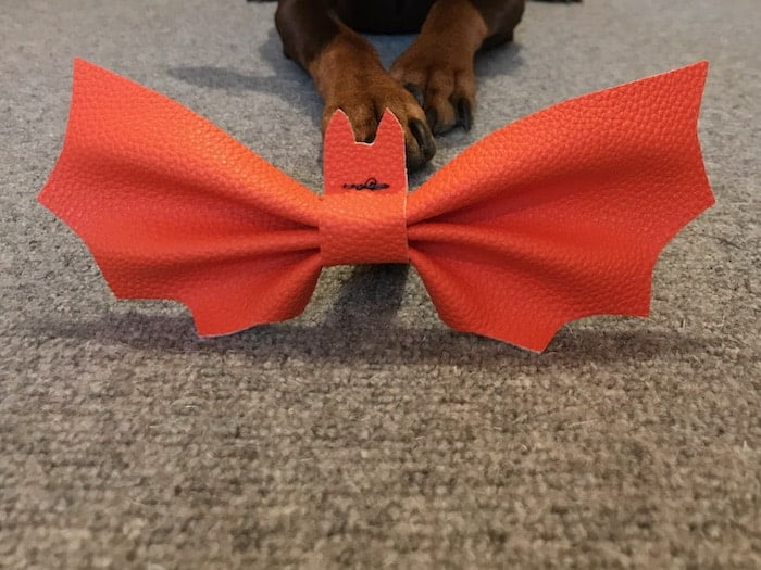 Bat bow tie for dogs - done