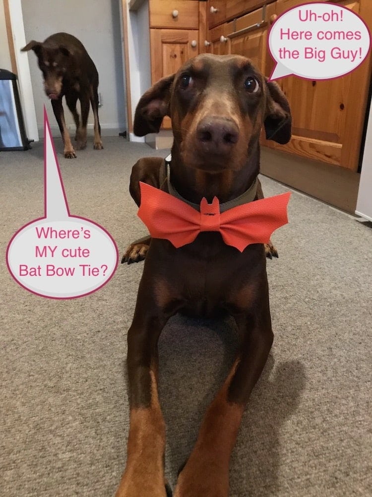 dog bow tie speech bubbles