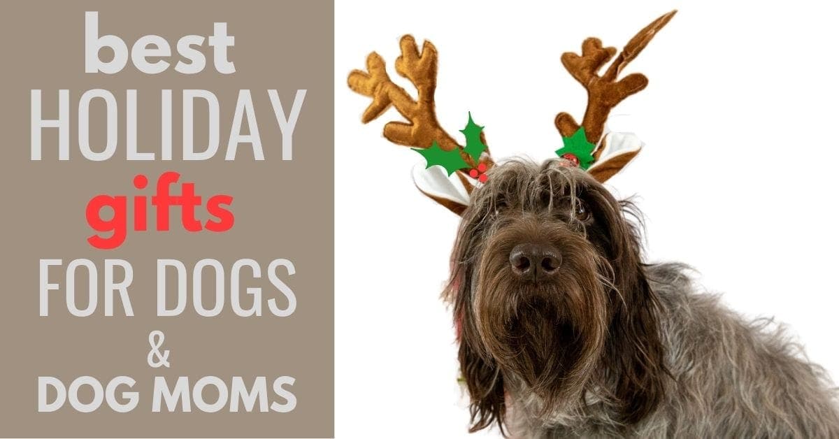Best Holiday Gifts For Dogs And Dog Moms 2020 - Canine Compilation