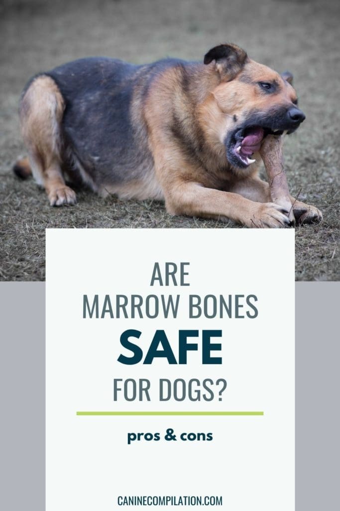are bones bad for puppies