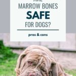 Image of a dog eating a bone with text Are marrow bones safe for dogs?