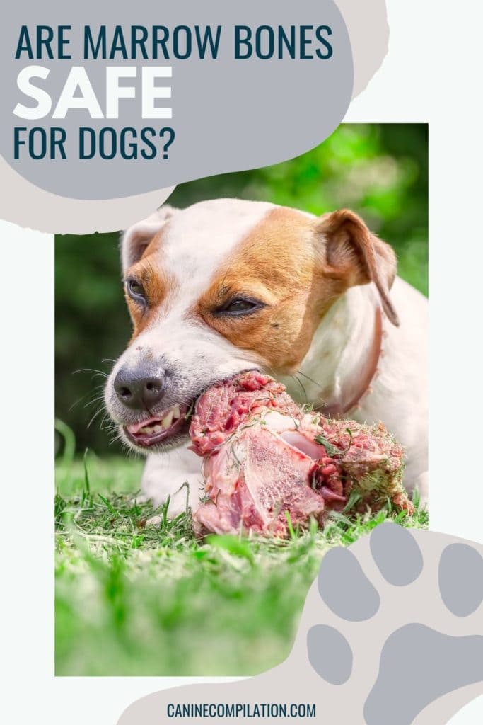 are bone marrow bones good for dogs